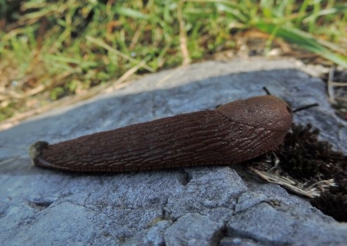 Limax molto scura